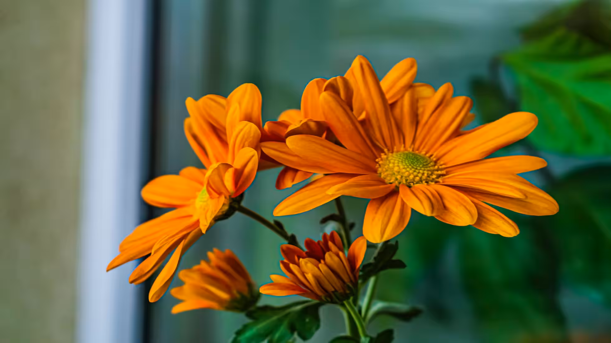 iDiMi-New Year's Day Meditation at Jingshan Temple