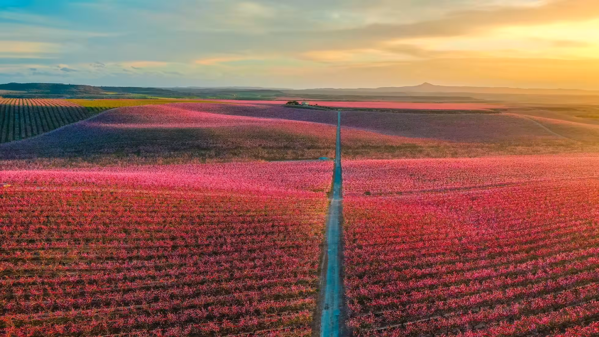 iDiMi-Marilyn Monroe in the Rice Fields