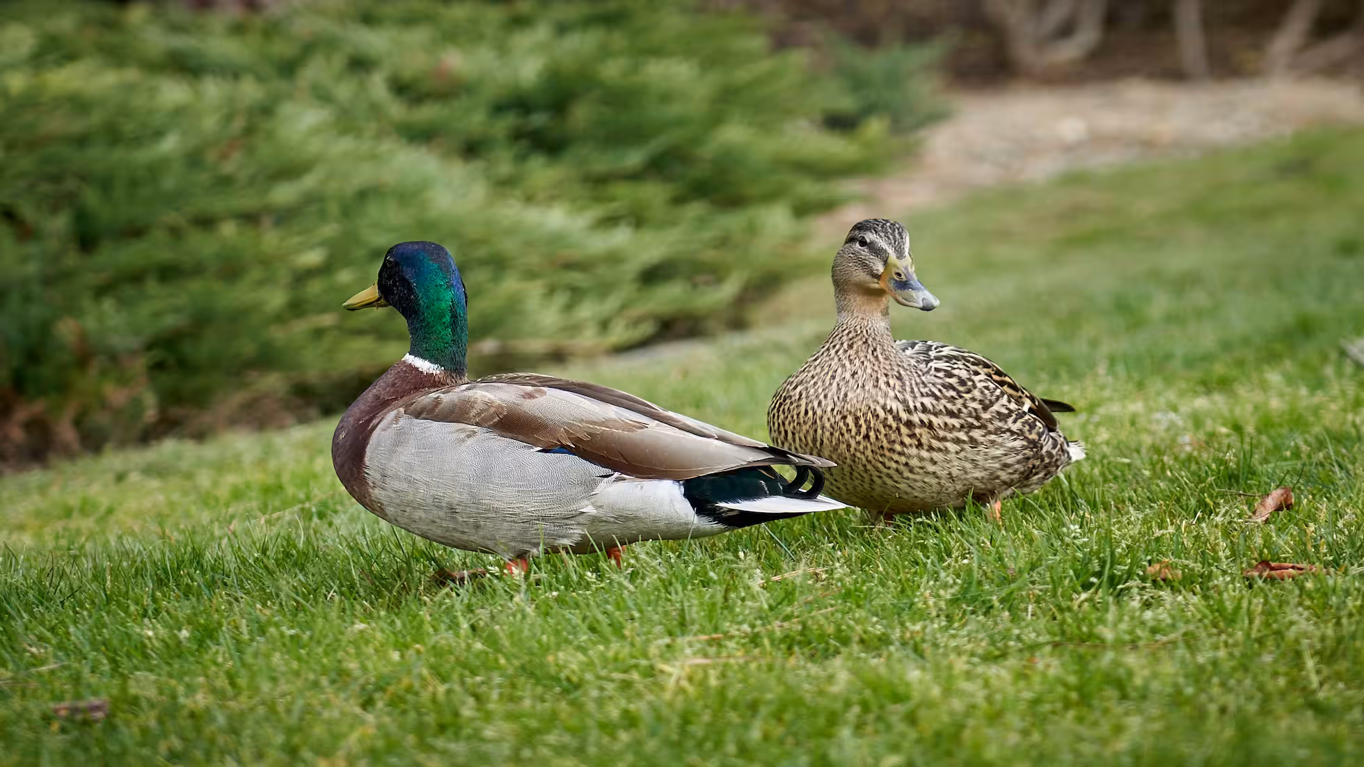 Continuation - Multifunctionality of Agriculture and Diverse Values